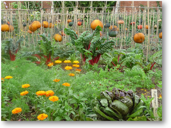 KITCHEN GARDEN AT CHARTWELL IN SEPTEMBER